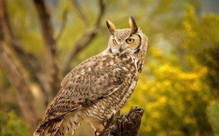 ‘What’s Going on Here?’: Owl Sits on Snake in Confusing Video