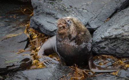 Massive Sea Lion Emerges From Dumpster ‘Like a Giant Slug’