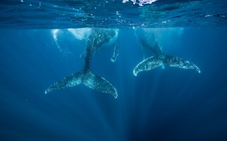 Blue Whale vs. Humpback—the Size Difference Is Shocking