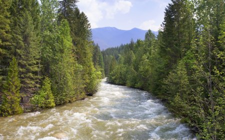 Intense Footage Shows Bear Getting Swept Down River (Video)