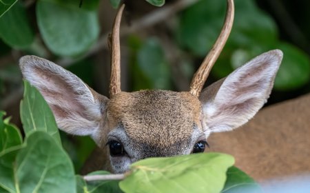 It’s Nearly Impossible to Find the Deer Hidden in This Photo