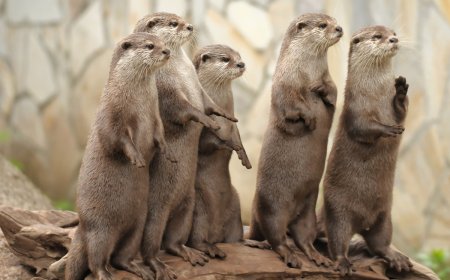 Sound on: Otters Put on Hilarious ‘Rager’ for State-Park Trail Cam