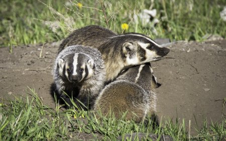 Rare ‘Clan’ of Badgers Hangs out on the Side of Road in California