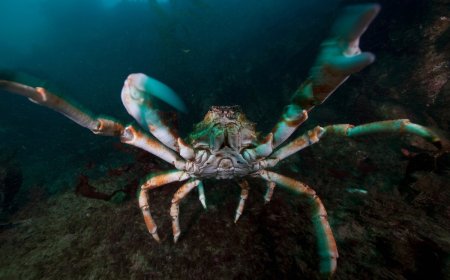 Viral Video: Crab Refuses to Let Fisherman Take Its Friend