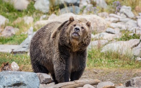 WATCH: Grizzly Bear vs. Crane in Yellowstone National Park