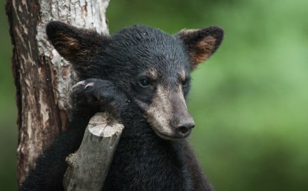 Three Baby Bears Wander Onto California Porch (Video)