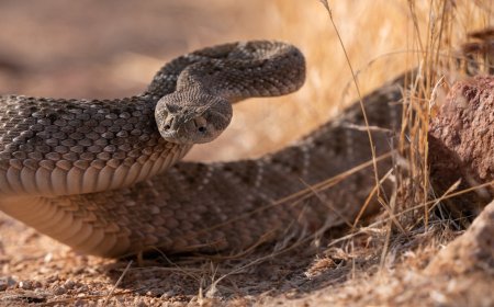 WATCH: Squirrel Faces off With Snake to Protect Its Burrow
