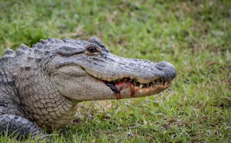 Terrifying Video Shows Moment Gator Grabs Woman by the Arm