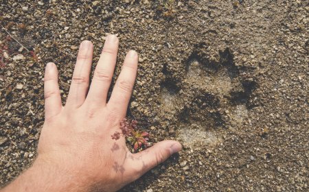 Spot a Mountain Lion on the Trail? Here Are Some Survival Tips