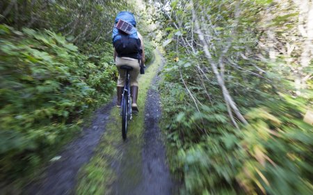 Brown Bear Attacks Mountain Biker on Trail in Alaska