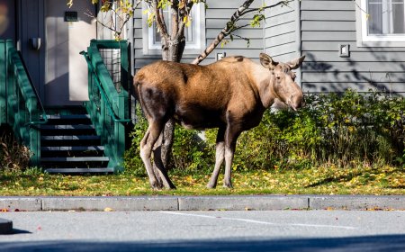 Caught on Security Cam: Moose Plays Tetherball at Cabin