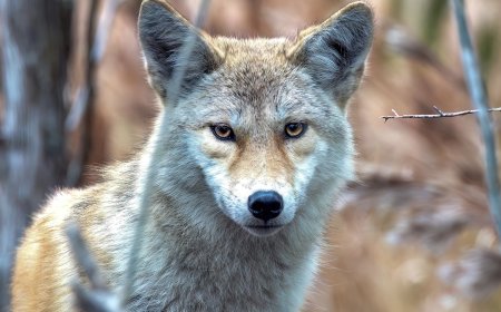 Viral Video: Coyote Discovered in a Middle-School Bathroom