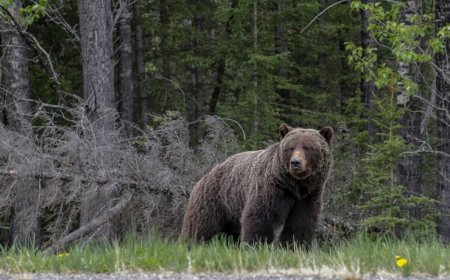 Banff Grizzly ‘The Boss’ Removes Tracking Collar Within a Week