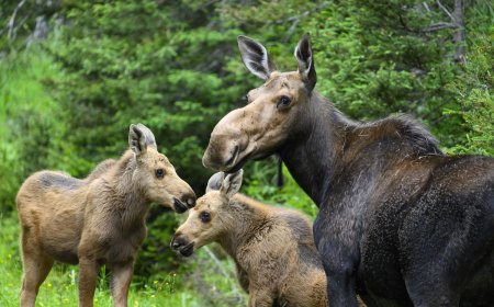 Beloved Moose Mom Shows up With Rare Triplets (See Photos)