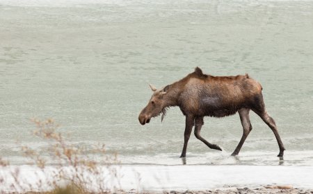 Hiker Stumbles Upon Moose Stuck in Frozen Lake (Video)