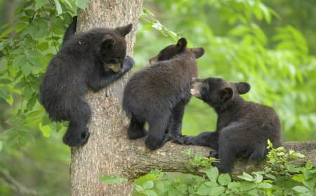 WATCH: Black Bear Family Has a Blast With Hammocks