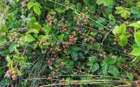 Oregon Teen Became Trapped in Blackberry Bushes