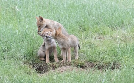 Coyote Puppies Throw a Party in a Seattle Backyard (Video)