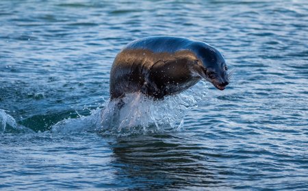 ‘Keep Paddling!’: Sea Lion Leaps Into Canoe Paddlers During Race