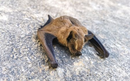 White Sands National Park Seeks Visitor Who Carried Dead Bat