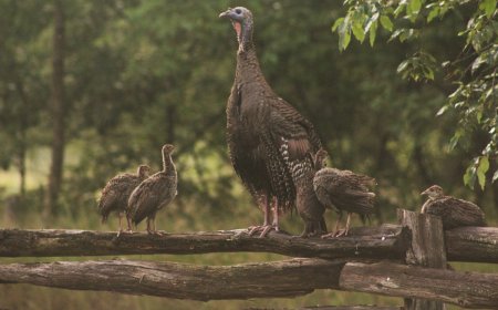 Wild Turkey Mom Creates ‘Umbrella’ to Protect Babies (Video)