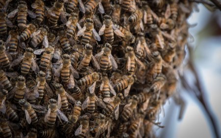Millions of Bees Escape After Truck Tips in Texas Neighborhood