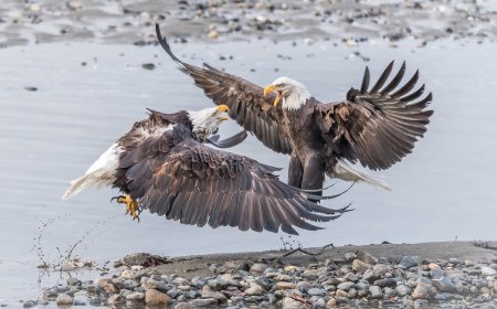 WATCH: Bald Eagles Wrestle in the Street in Vermont