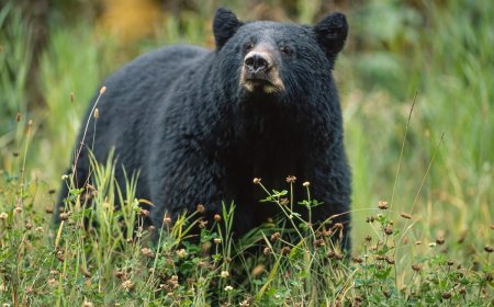 Tourists Encounter Bear on Bridge in Glacier National Park (Video)