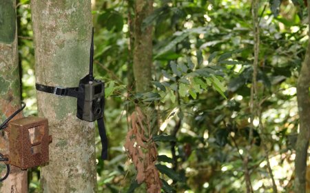 Rare ‘Ghost Dog’ Spotted on Trail Cam in the Amazon