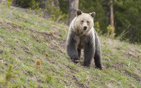 Woman From Viral Grizzly-and-Dog Video Speaks Out
