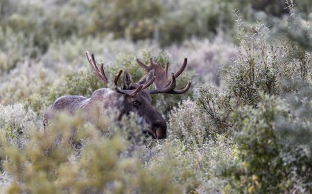 Viral Video: Moose Attacks Dirt Biker on Trail in Canada