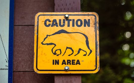 WATCH: Bears Break Into Locked RV at Campground