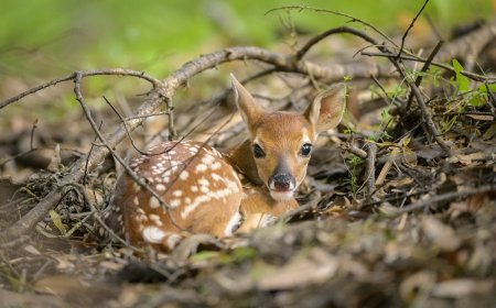 Can You Find the Camouflaged Fawn in This Photo?