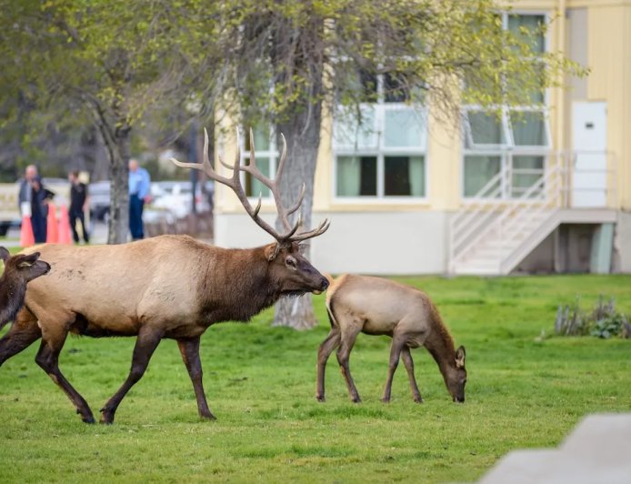 Two Elk Charge at Woman Walking Her Dog in Colorado