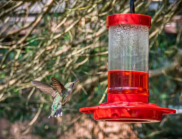 Bear Thoroughly Enjoys Nectar From Hummingbird Feeder (Video)