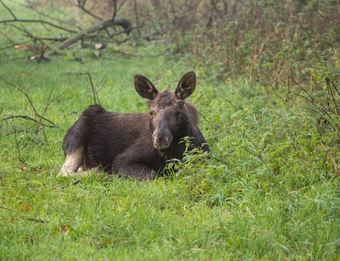 WATCH: Helpful Citizen Lifts Baby Moose Over Traffic Barrier