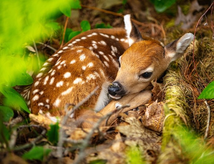 Viral Video: Baby Deer Manages to Hide From Dog in Plain Sight