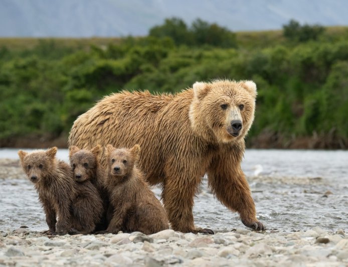 ‘Magic on the Trail’: Grizzly Family Swimming in the Lake (Video)