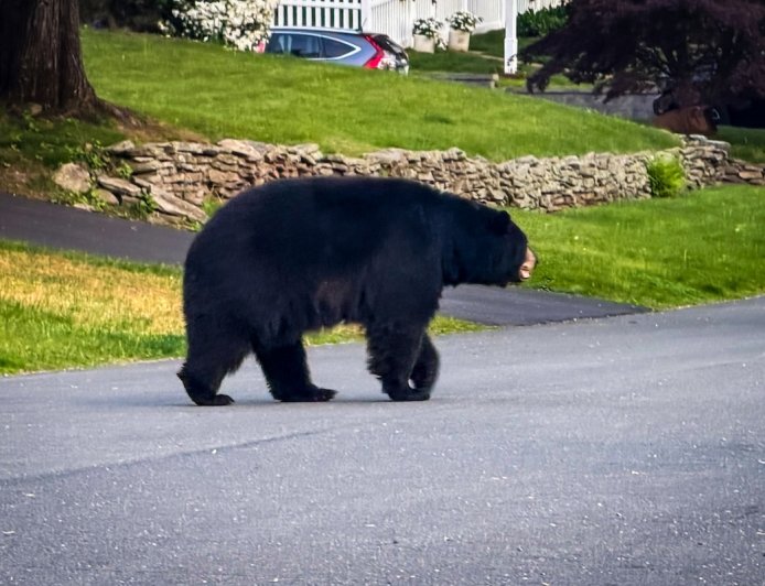 Chalk Artist Accidentally Films Bear Running in Neighborhood