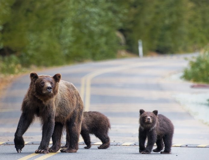 Grizzly Bear Family Crosses Road in Grand Teton National Park