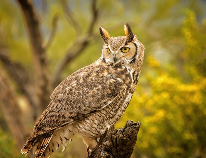 ‘What’s Going on Here?’: Owl Sits on Snake in Confusing Video