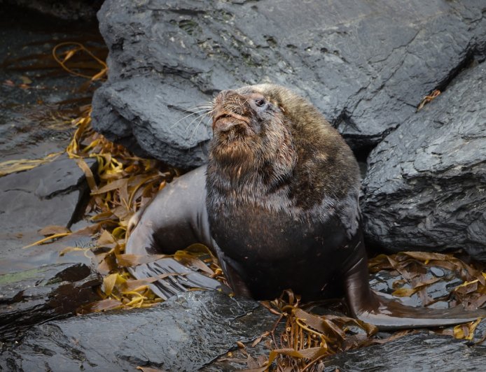 Massive Sea Lion Emerges From Dumpster ‘Like a Giant Slug’