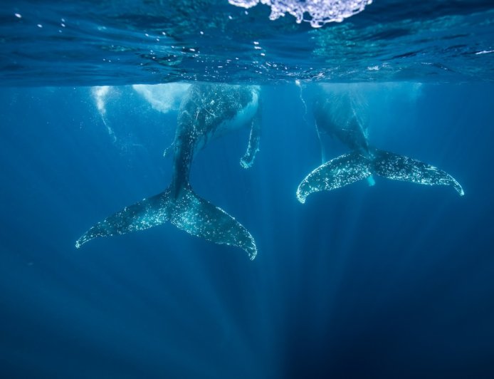 Blue Whale vs. Humpback—the Size Difference Is Shocking