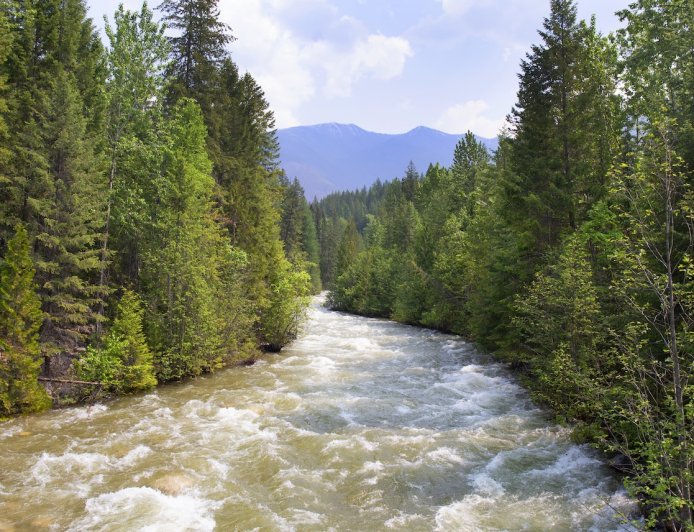 Intense Footage Shows Bear Getting Swept Down River (Video)