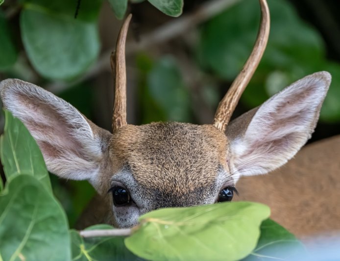 It’s Nearly Impossible to Find the Deer Hidden in This Photo