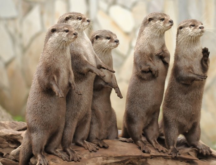 Sound on: Otters Put on Hilarious ‘Rager’ for State-Park Trail Cam