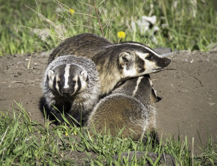 Rare ‘Clan’ of Badgers Hangs out on the Side of Road in California