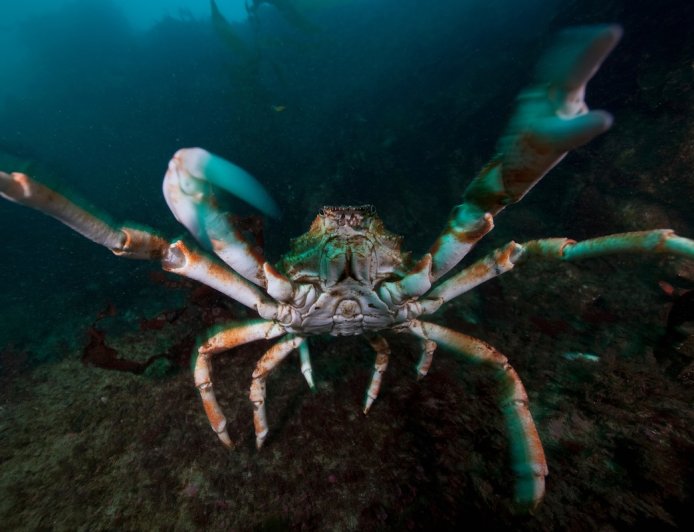 Viral Video: Crab Refuses to Let Fisherman Take Its Friend