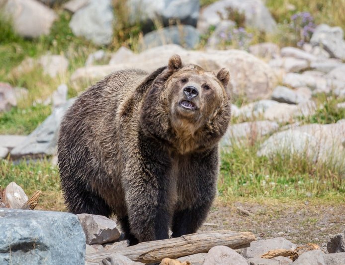 WATCH: Grizzly Bear vs. Crane in Yellowstone National Park