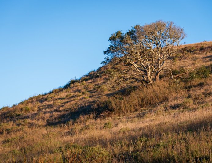 Can You Find the Large Predator Hiding in the Grass?